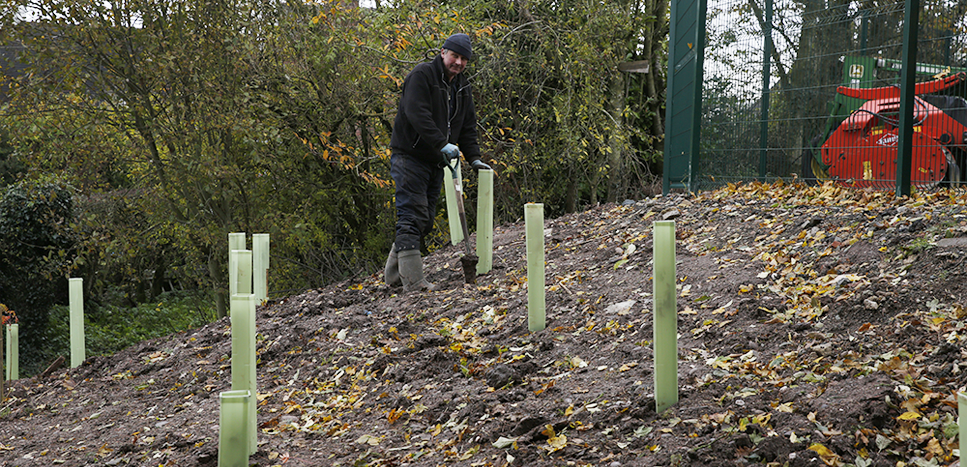 30 Rowan Trees Planted to Screen Machinery Storage Yard