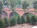 Creating a screen with the use of evergreen hedge