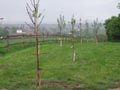 Large number of trees planted