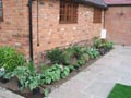 New bedding plants