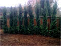 Large Leylandii planted to replace damaged hedge