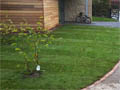Turfing and planting for a school
